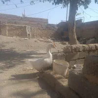 قو غاز ماده جوان|حیوانات مزرعه|میان جلگه, |دیوار