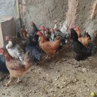 مرغ و خروس