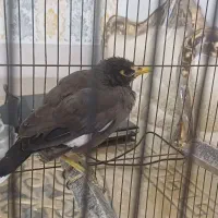مرغ مینا سالم فوری