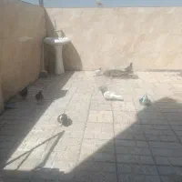 کفتر پرشی