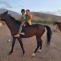 اسب  کهر  پر خون|اسب و تجهیزات اسبسواری|مرند, |دیوار