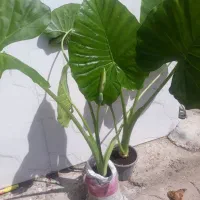 ۲۰ گونی بابا آدم چندین ساله با پاجوش (کوچصفهان)