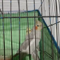 عروسک هلندی جفت