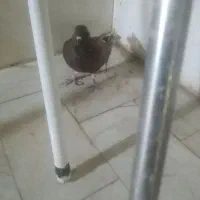 کبوتر|پرنده|قم, باجک یک|دیوار