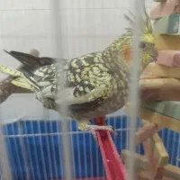 عروس هلندی ماده