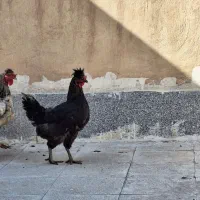 خروس و مرغ محلی|حیوانات مزرعه|مشهد, کوثر|دیوار