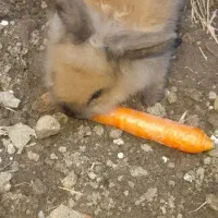 خرگوش|موش و خرگوش|گالیکش, |دیوار