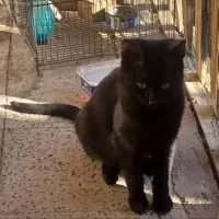 بدلیل مسافرت واگذار میشوند.|گربه|تبریز, |دیوار