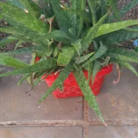 گلهای سالم سر حال|گل و گیاه طبیعی|هشتگرد, فاز ۳ مهستان|دیوار