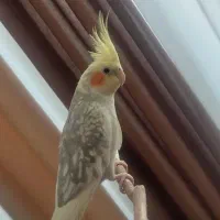 عروسی هلندی ماده ۷ ماهه|پرنده|کرج, مصباح|دیوار