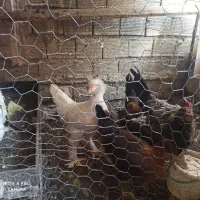 مرغ|حیوانات مزرعه|خمینی‌شهر, |دیوار