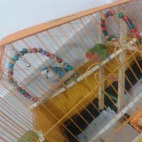 کوتوله برزیلی