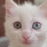 گربه Turkish|گربه|زنجان, |دیوار