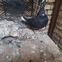 فروش کبوتردم سفیدنر(امیدیه)