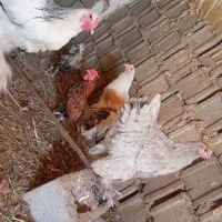 مرغ و خروس مینباتوری|حیوانات مزرعه|مشهد, تبادکان|دیوار