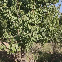 باغ روستای قلعه اقا بخش لنجان|فروش دفتر صنعتی، کشاورزی، تجاری|باغ بهادران, |دیوار