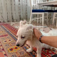 واگذاری سگ نر|سگ|خرمآباد, |دیوار