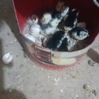 تخم نطفه دار گلین