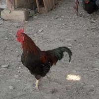 خروس|حیوانات مزرعه|بجنورد, |دیوار