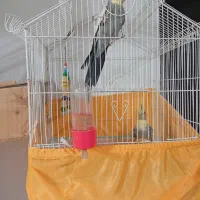 عروس هلندی نروماده رایگان