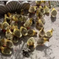 فروش جوجه غاز و اردک