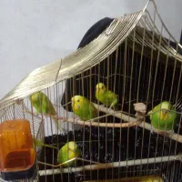 مرغ عشق دستی|پرنده|تهران, نیکنام|دیوار