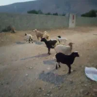 فروش 5راس میش بره دار داشتی جوان