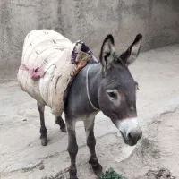 خر چهار ساله