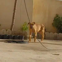 توله ۵ ماهه پیتبول