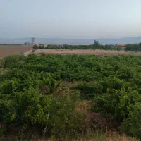 دامداری-30-رسی-در-نورین