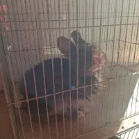 خرگوش بازیگوش|موش و خرگوش|بندرعباس, |دیوار