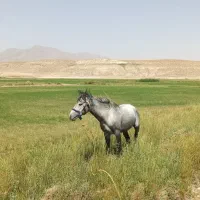 اسب|اسب و تجهیزات اسب‌سواری|بهمن صغاد, |دیوار