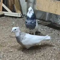 همه مدل مولد جوجه بده هوایی وزمینی گره|پرنده|قشم, |دیوار