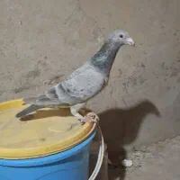 کبوتر سار و سینه