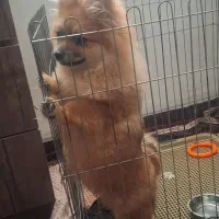 توله سگ خوشگل