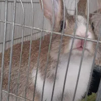 خرگوش|موش و خرگوش|کرمانشاه, |دیوار