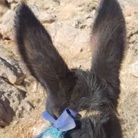 نر خر آرام و گله ای