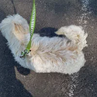 سگ شیتزو کراس فلت نر