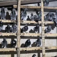 کبوتر مسافتی آلمانی اصل