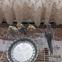 عروس هلندی هر چهارتا باهم بفروش میرسند