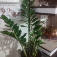 گل زاموفیلیا بزرگ