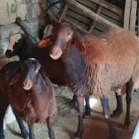 قوچ افشار مهربان