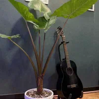 گیتار یاماها C40