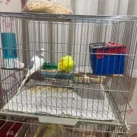 یک جفت عروس هلندی کارداده و بک جفت مرغ عشق|پرنده|قزوین, |دیوار