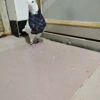 چهارعددکبوترگرفتنی نر