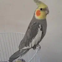 عروس هلندی نر سخنگو
