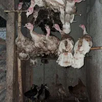 بوقلمون|حیوانات مزرعه|سنگر, |دیوار