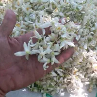 بهار نارنج خالص صادراتی