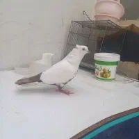 کبوتر دمبی|پرنده|شهریار, فرارت|دیوار