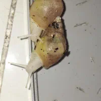 حلزون آچاتینا|خزنده|لنجان, |دیوار